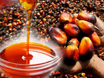 Palm Oil Production Line